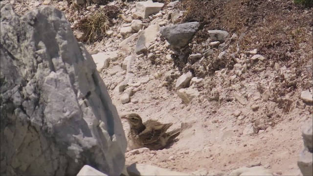 Australian Pipit - ML652574862