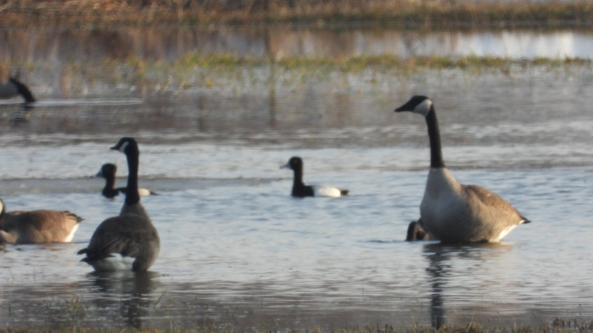 Lesser Scaup - ML652574921