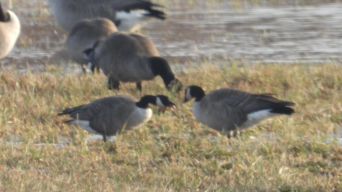ברנטה גוצית - ML652574961