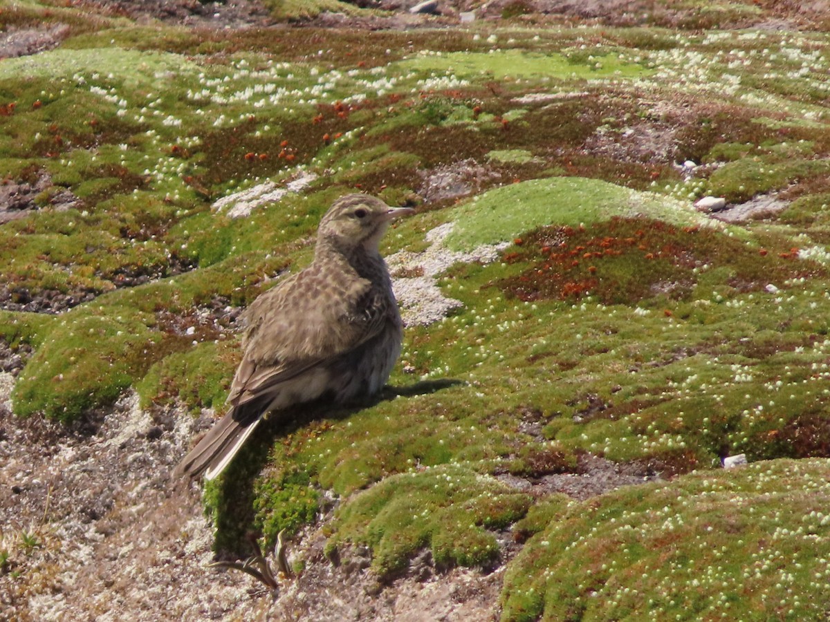 Australian Pipit - ML652575028