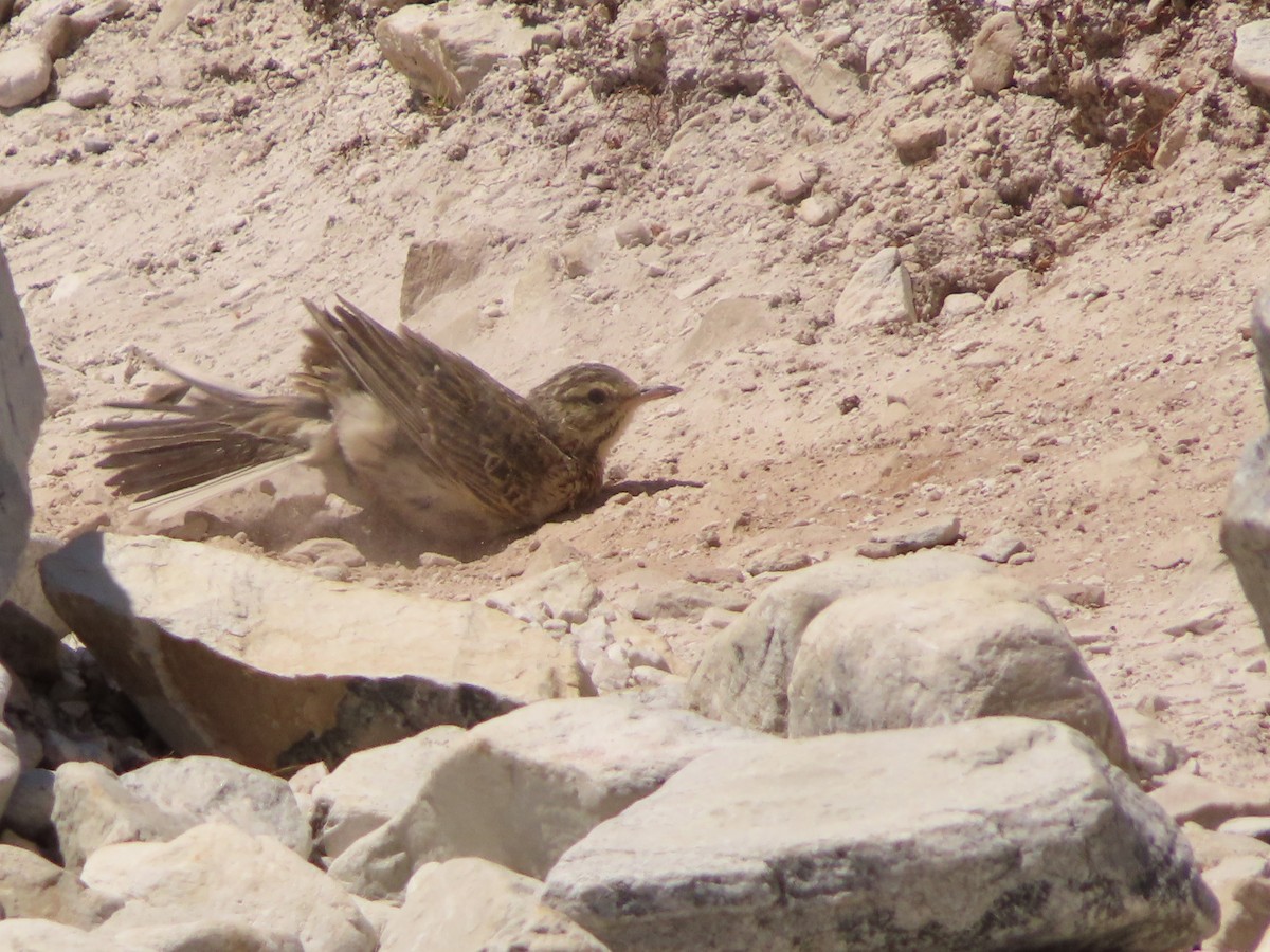 Australian Pipit - ML652575029