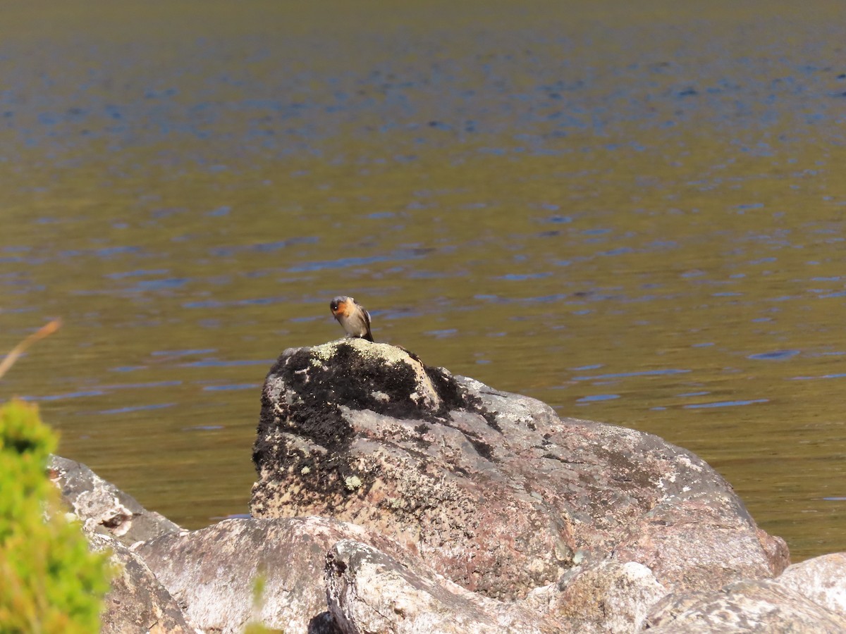 Welcome Swallow - ML652575061