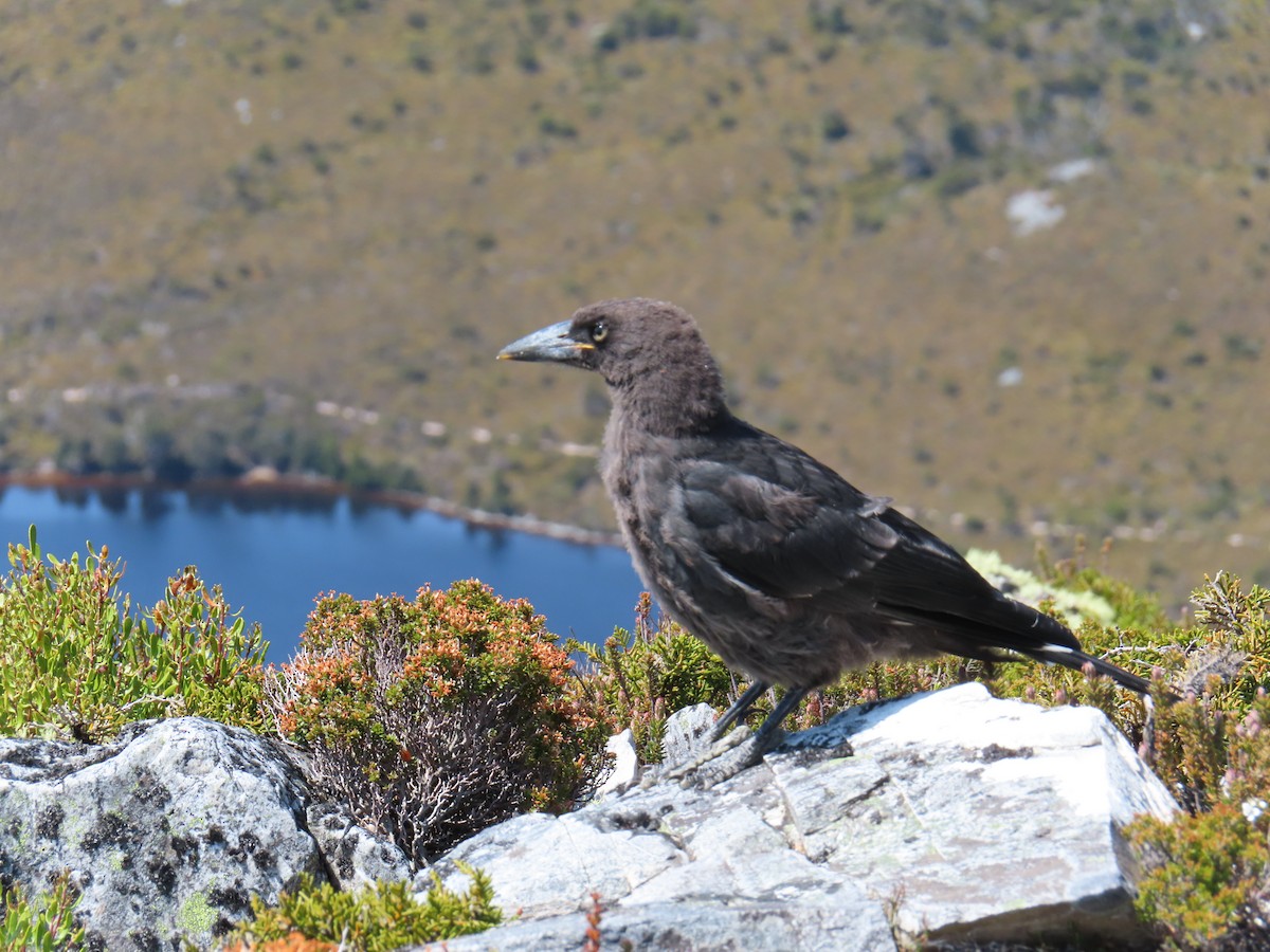 Black Currawong - ML652575098