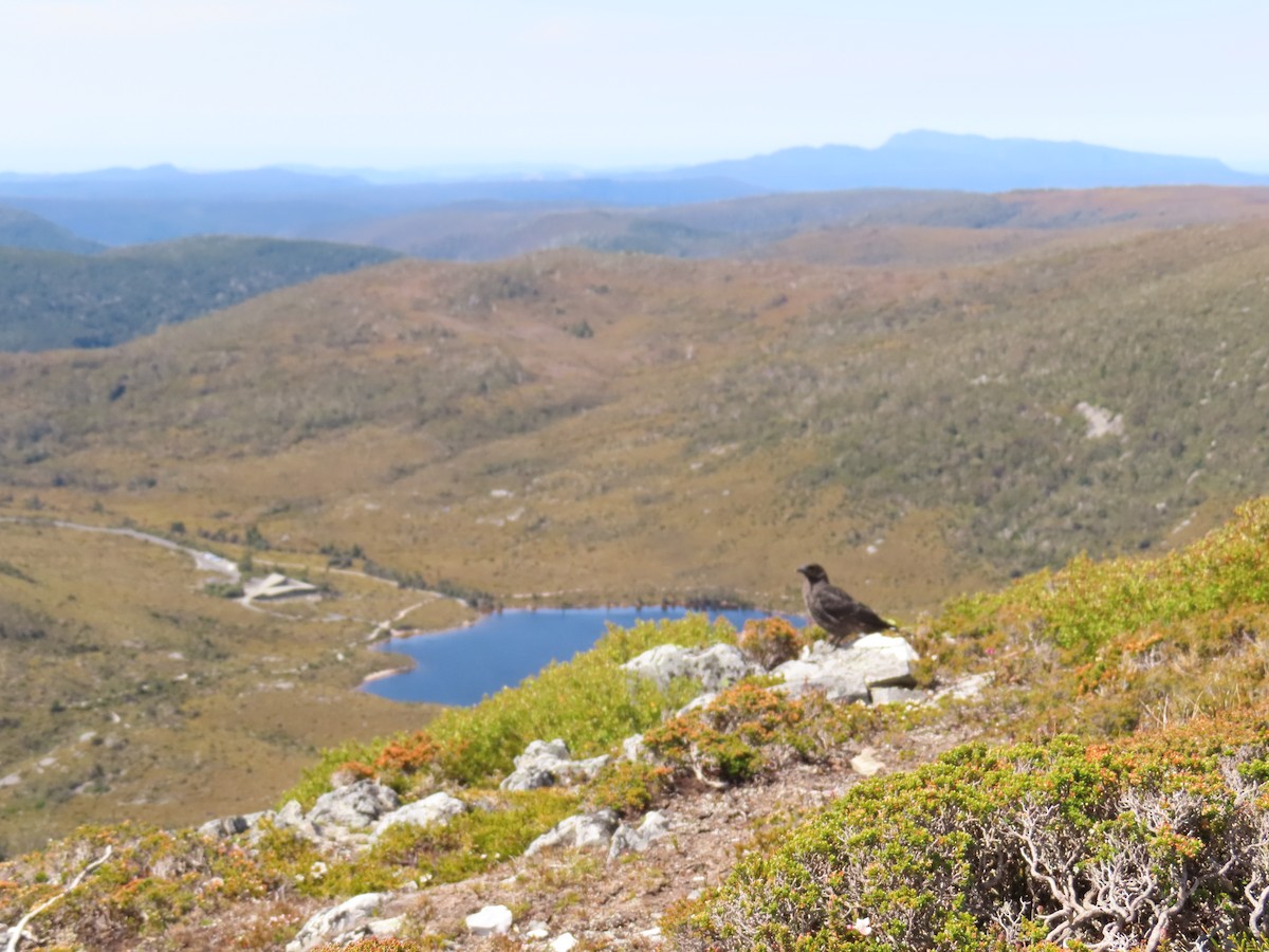 Black Currawong - ML652575099