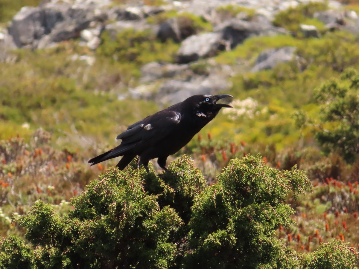 Forest Raven - ML652575111