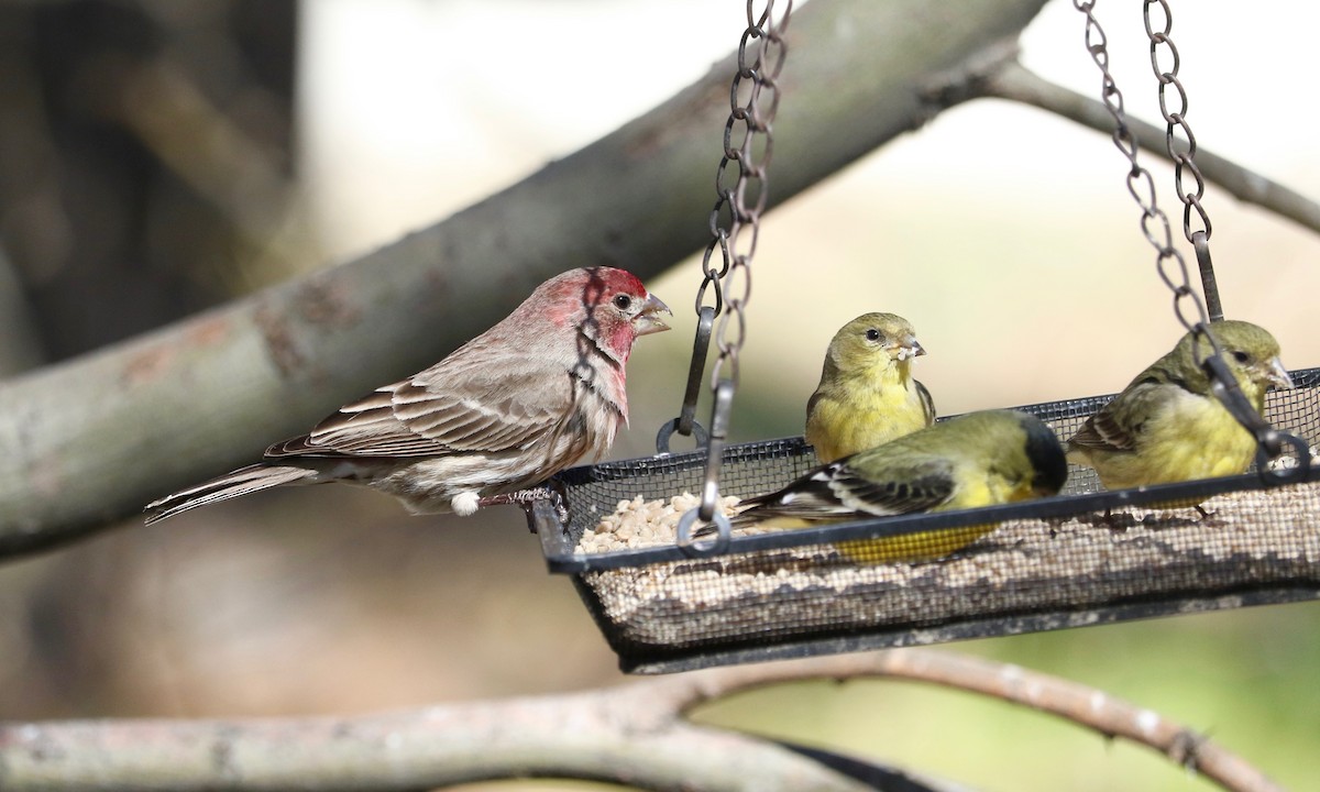 メキシコマシコ - ML652575298