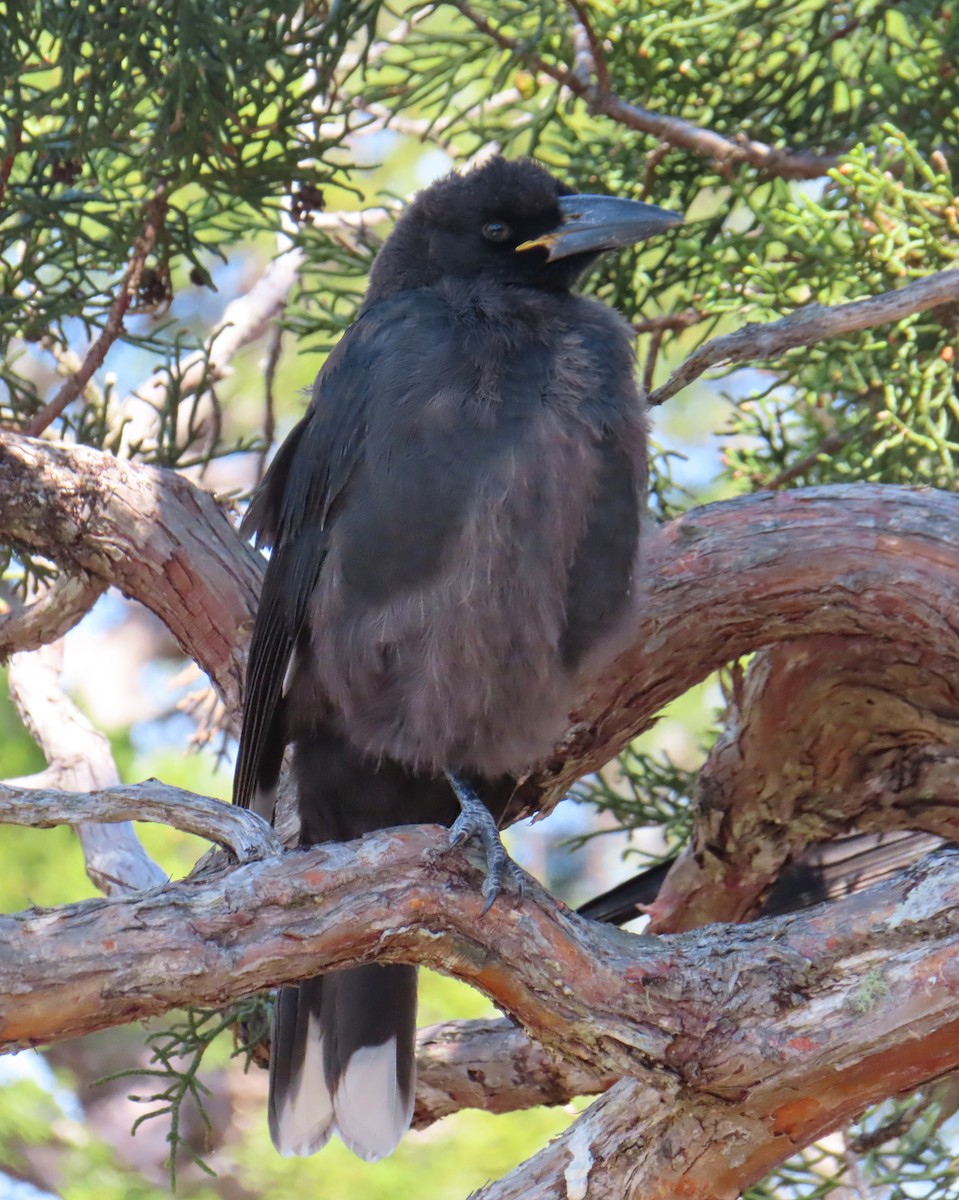 Black Currawong - ML652575303