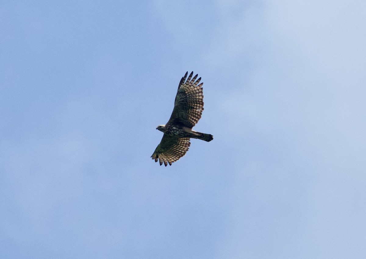 Changeable Hawk-Eagle - ML652575641