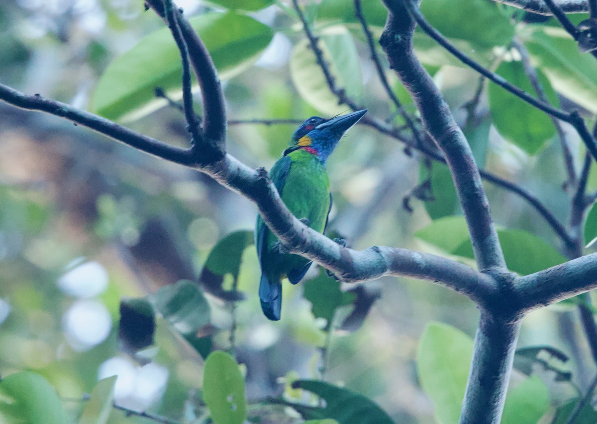 Red-crowned Barbet - ML652575651