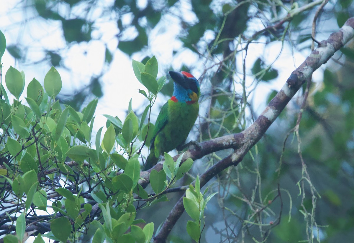 Многоцветный бородастик - ML652575652