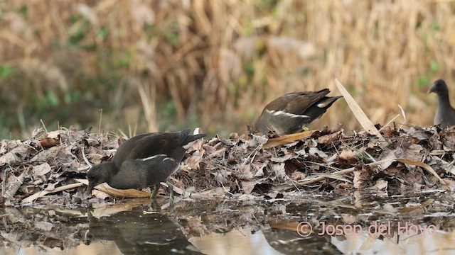 紅冠水雞 - ML652575665