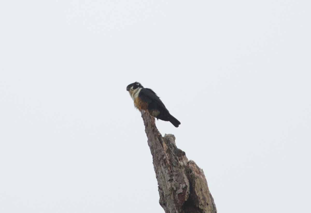 Черноногий сокол-крошка - ML652575701