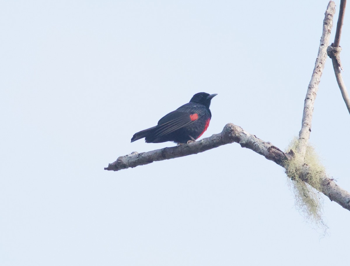 Black-and-crimson Oriole - ML652575761