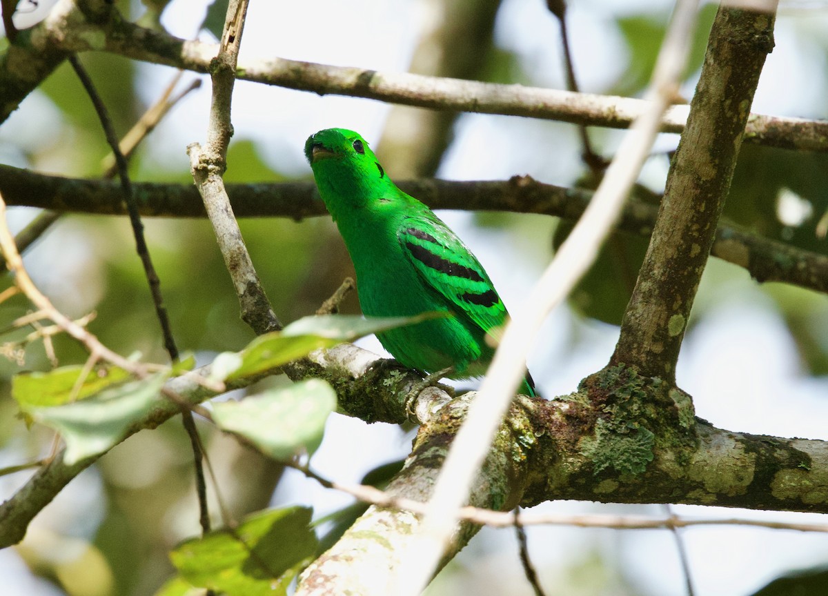 Зелёный скрытоклюв - ML652575792