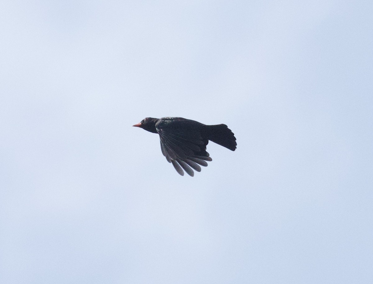 Чёрная иволга - ML652575800