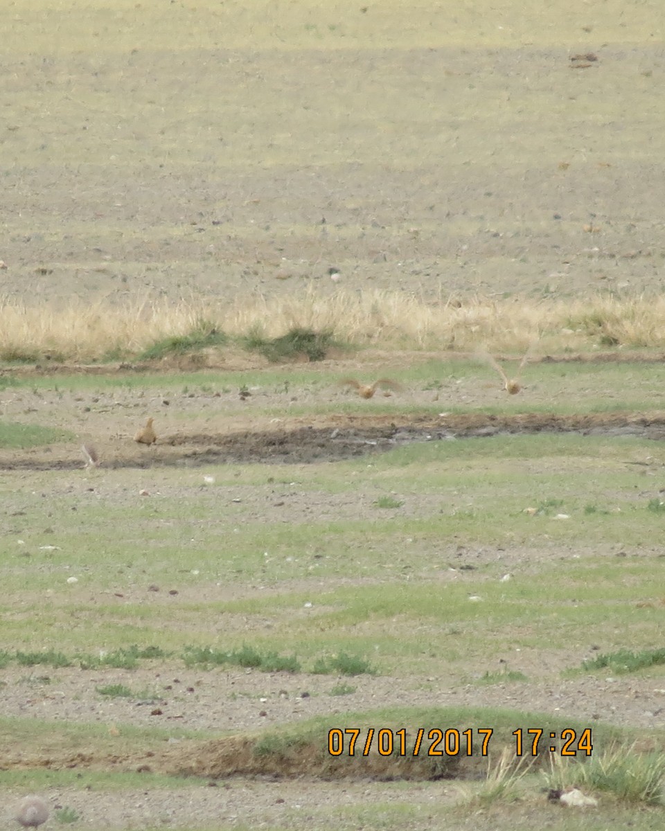 Pallas's Sandgrouse - Gary Bletsch