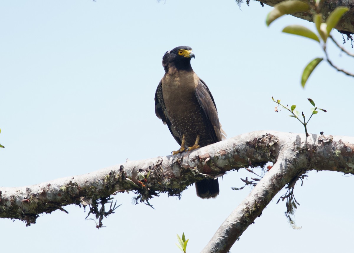 Борнейский змееяд - ML652575858