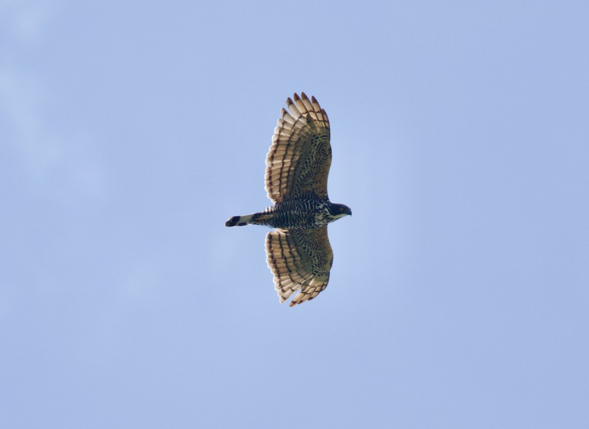 Пестрогрудый хохлатый орёл - ML652575886