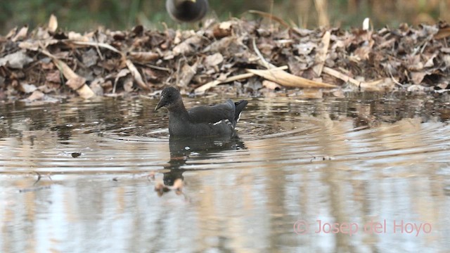 紅冠水雞 - ML652575906