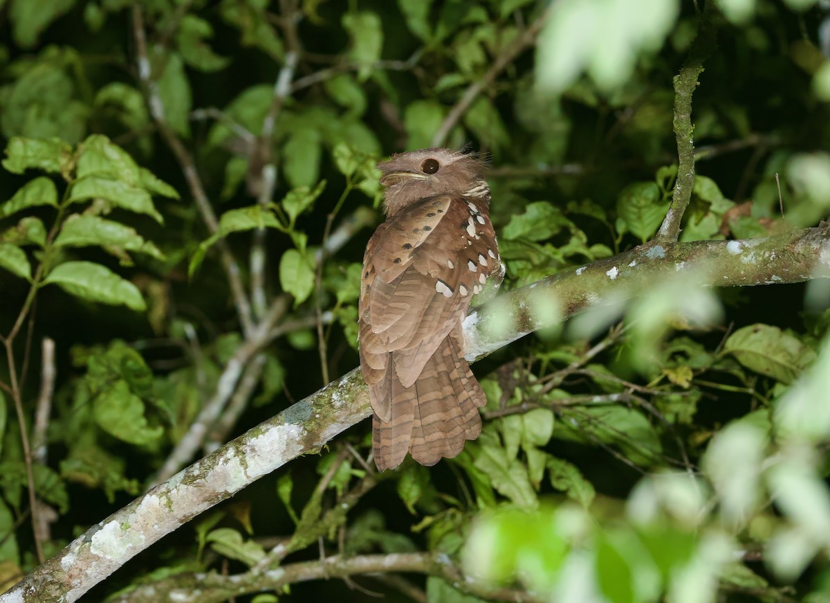 Саравакский лягушкорот - ML652575961