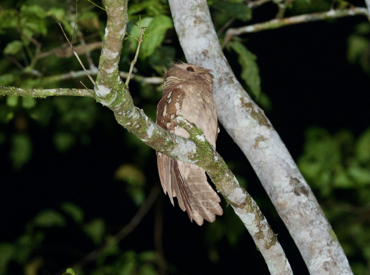 Саравакский лягушкорот - ML652575965