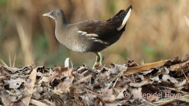 紅冠水雞 - ML652576024