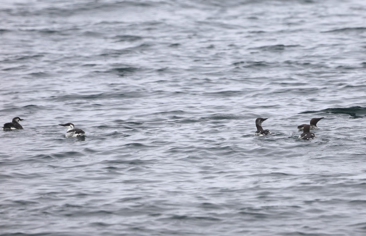 Guillemot marmette - ML652576121