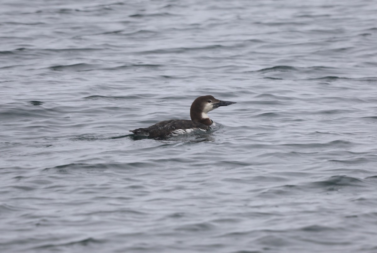 Plongeon huard - ML652576126