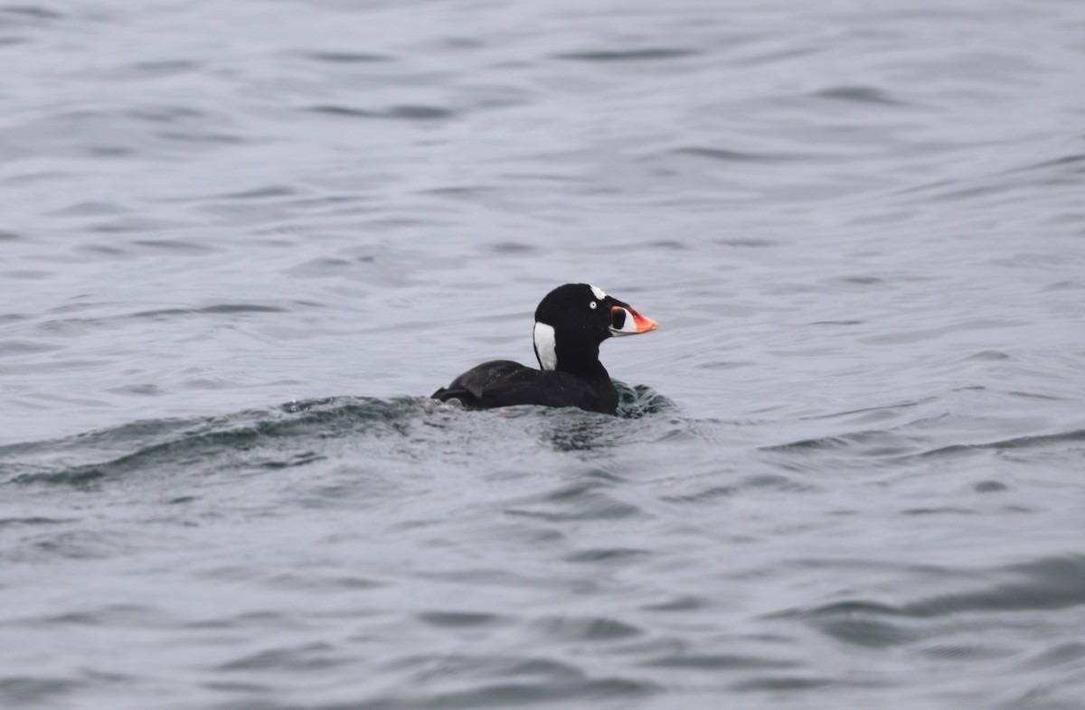 Macreuse à front blanc - ML652576130
