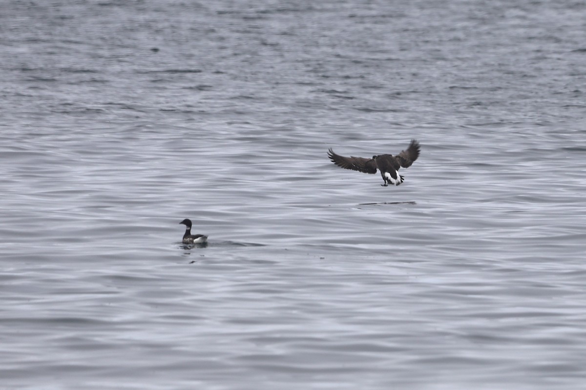 Bernache cravant - ML652576133