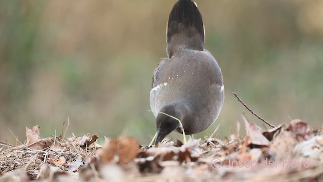 紅冠水雞 - ML652576369