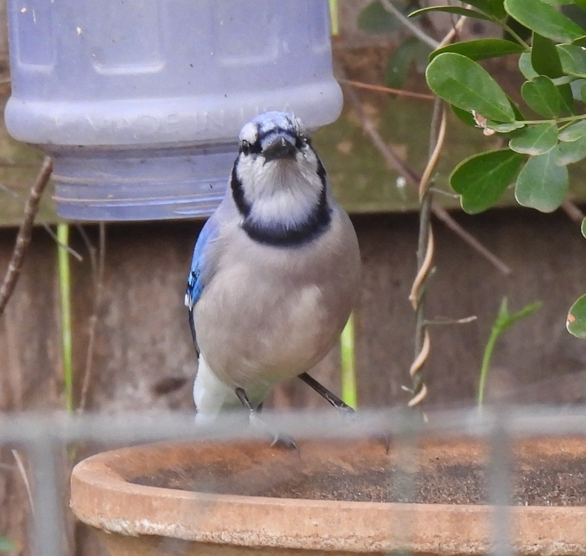 Blue Jay - ML652576395