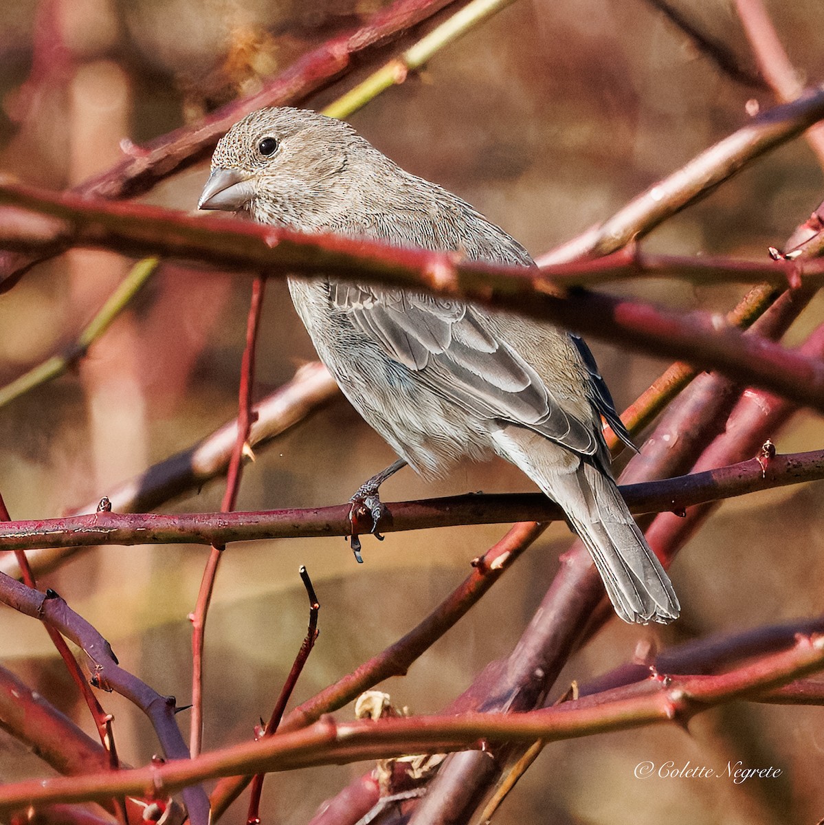 メキシコマシコ - ML652576559