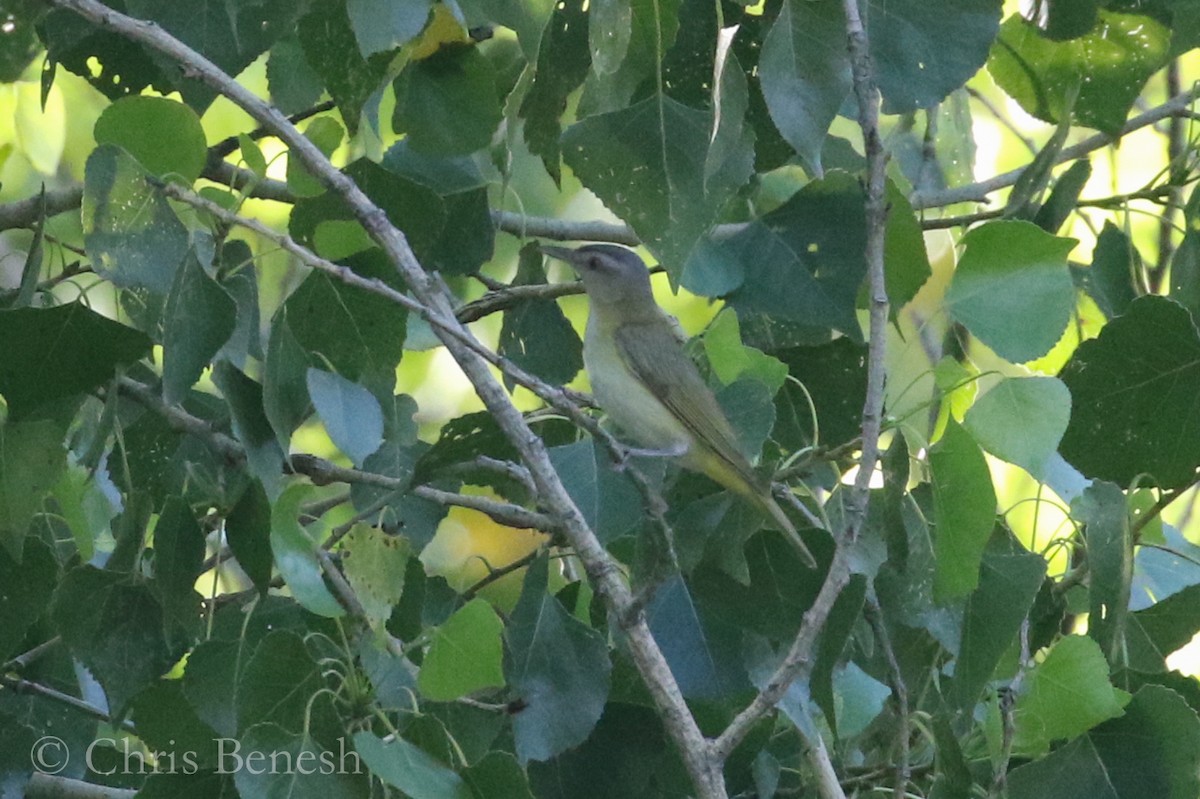 Gelbflankenvireo - ML65257661