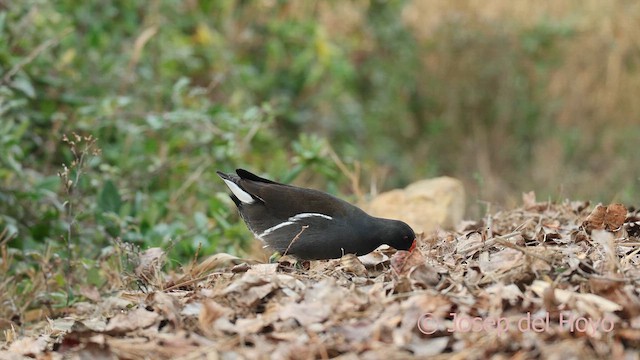 紅冠水雞 - ML652576659