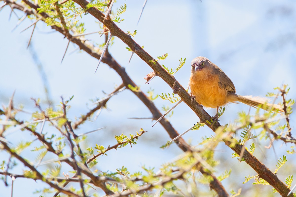 Rufous Chatterer - ML652576843