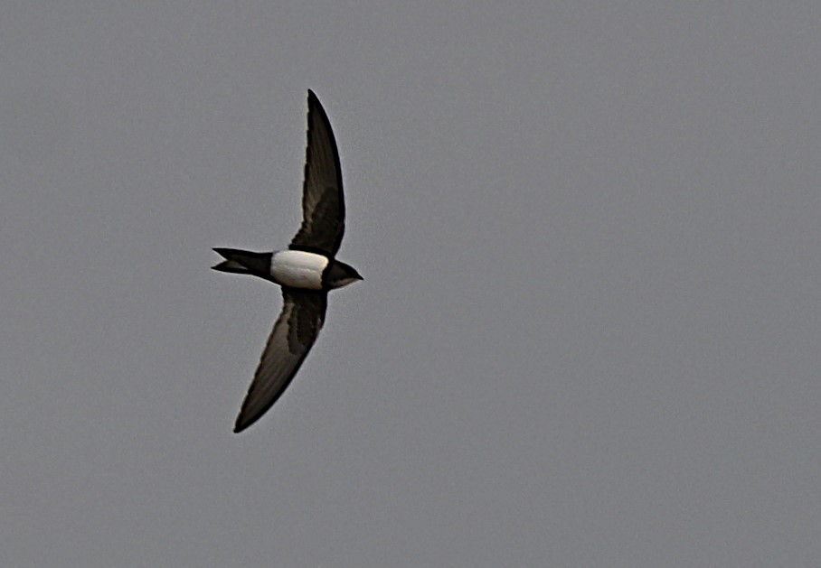 Alpine Swift - ML652577008