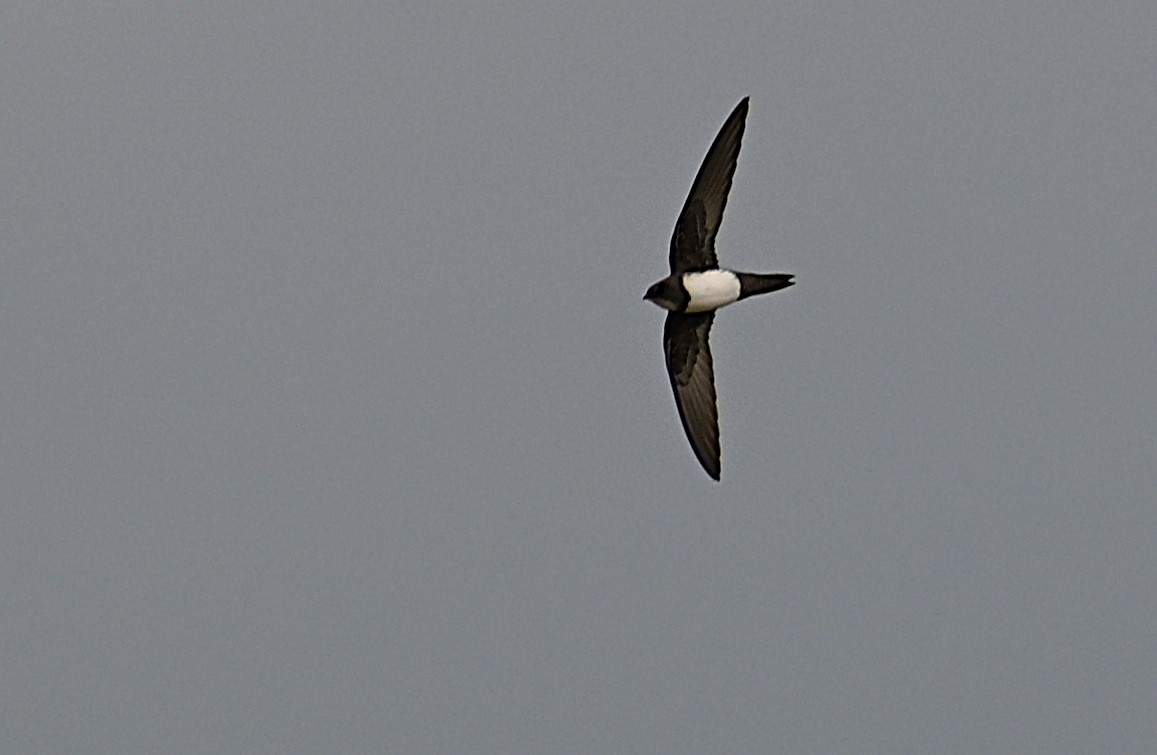 Alpine Swift - ML652577018