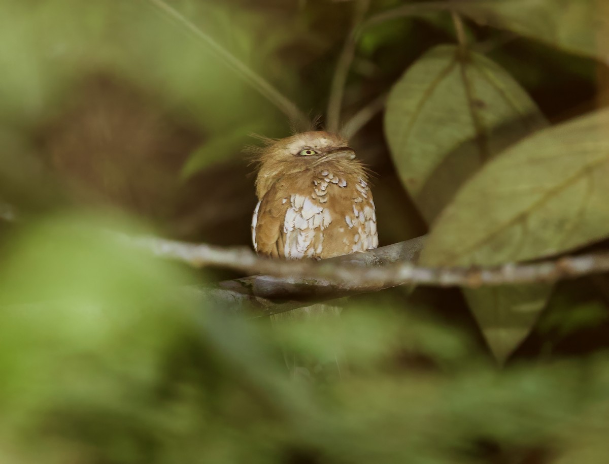 Борнейский лягушкорот - ML652577389