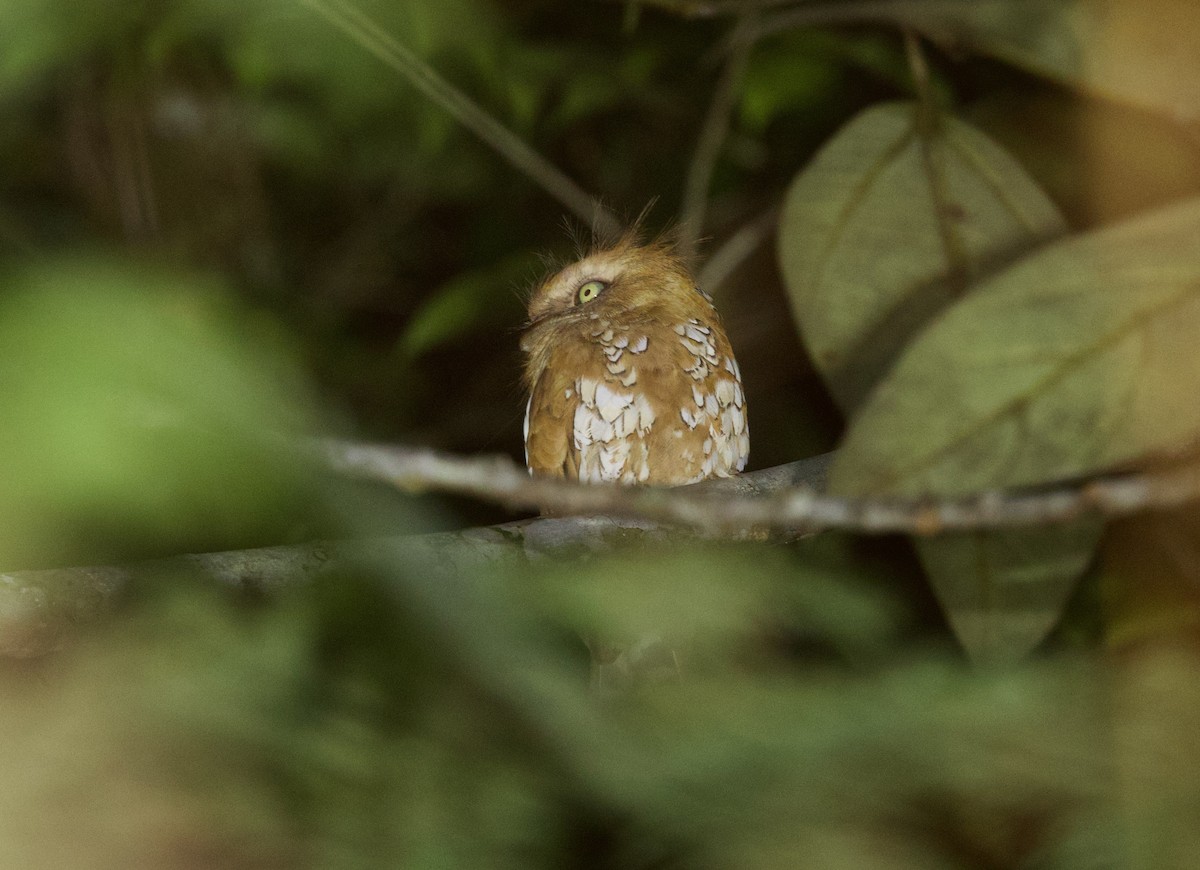 Борнейский лягушкорот - ML652577421