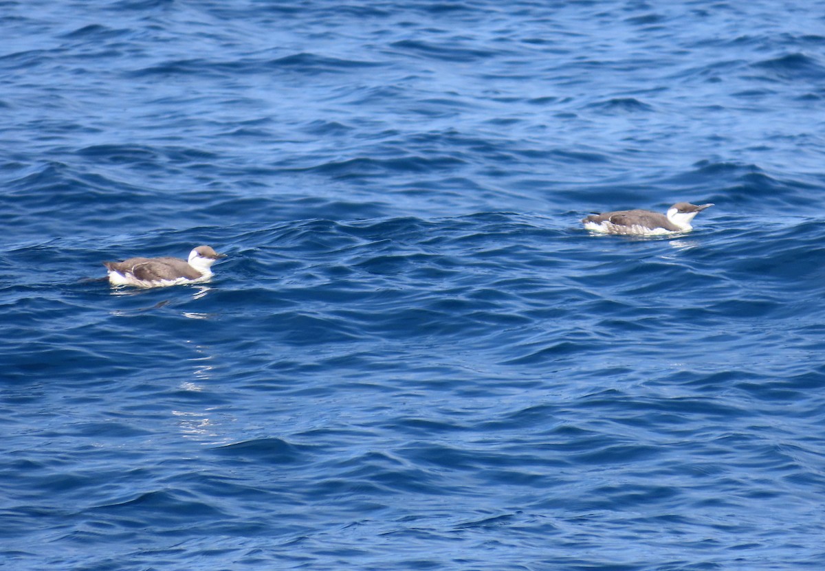 Guillemot marmette - ML652577591