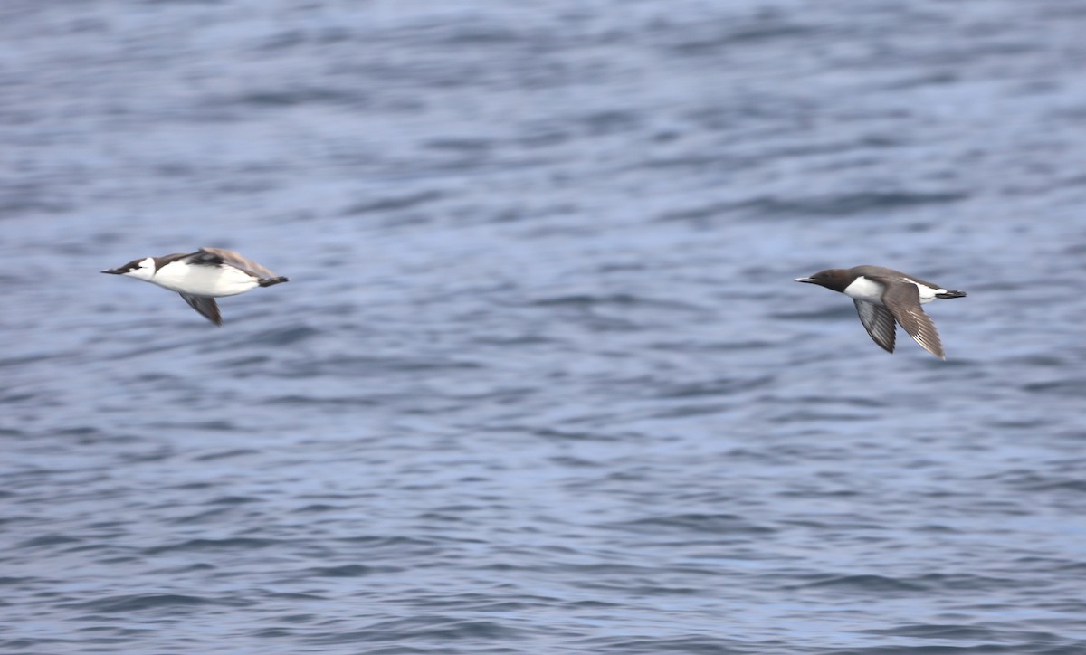 Guillemot marmette - ML652577593