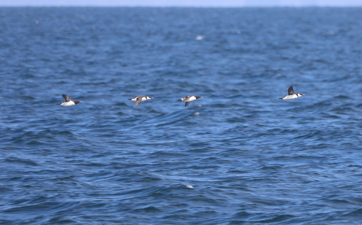 Guillemot marmette - ML652577595