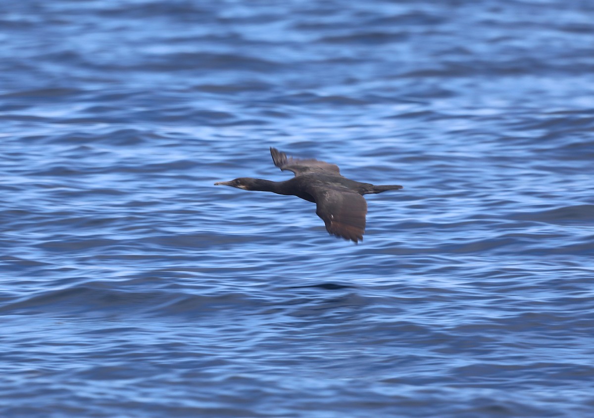 Cormoran de Brandt - ML652577608