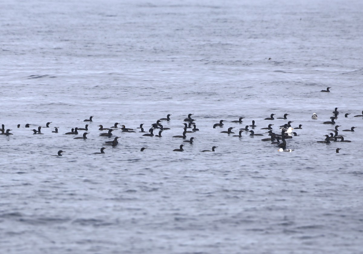 Cormoran de Brandt - ML652577609