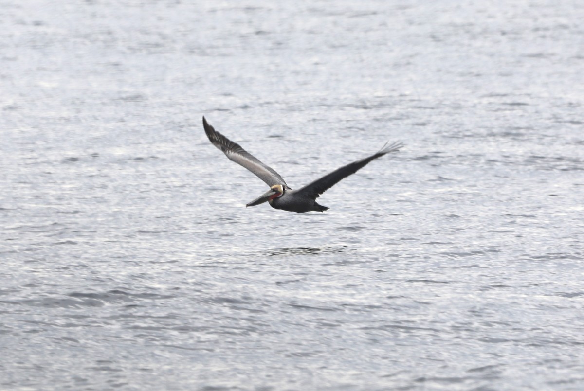 Pélican brun - ML652577625