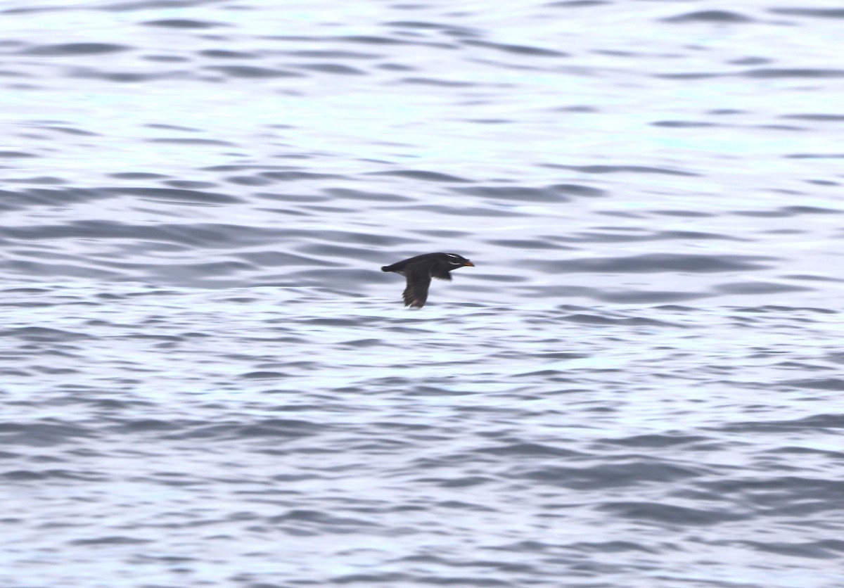 Macareux rhinocéros - ML652577635