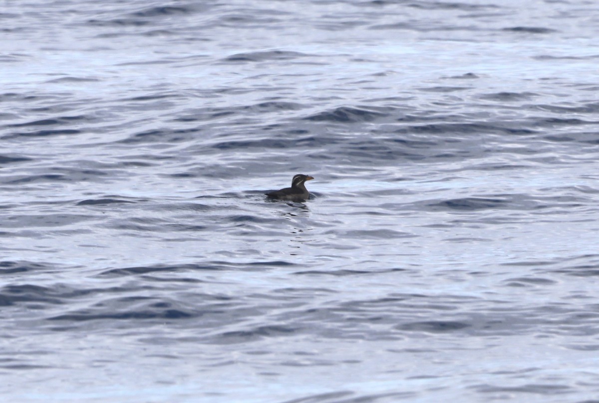 Macareux rhinocéros - ML652577637