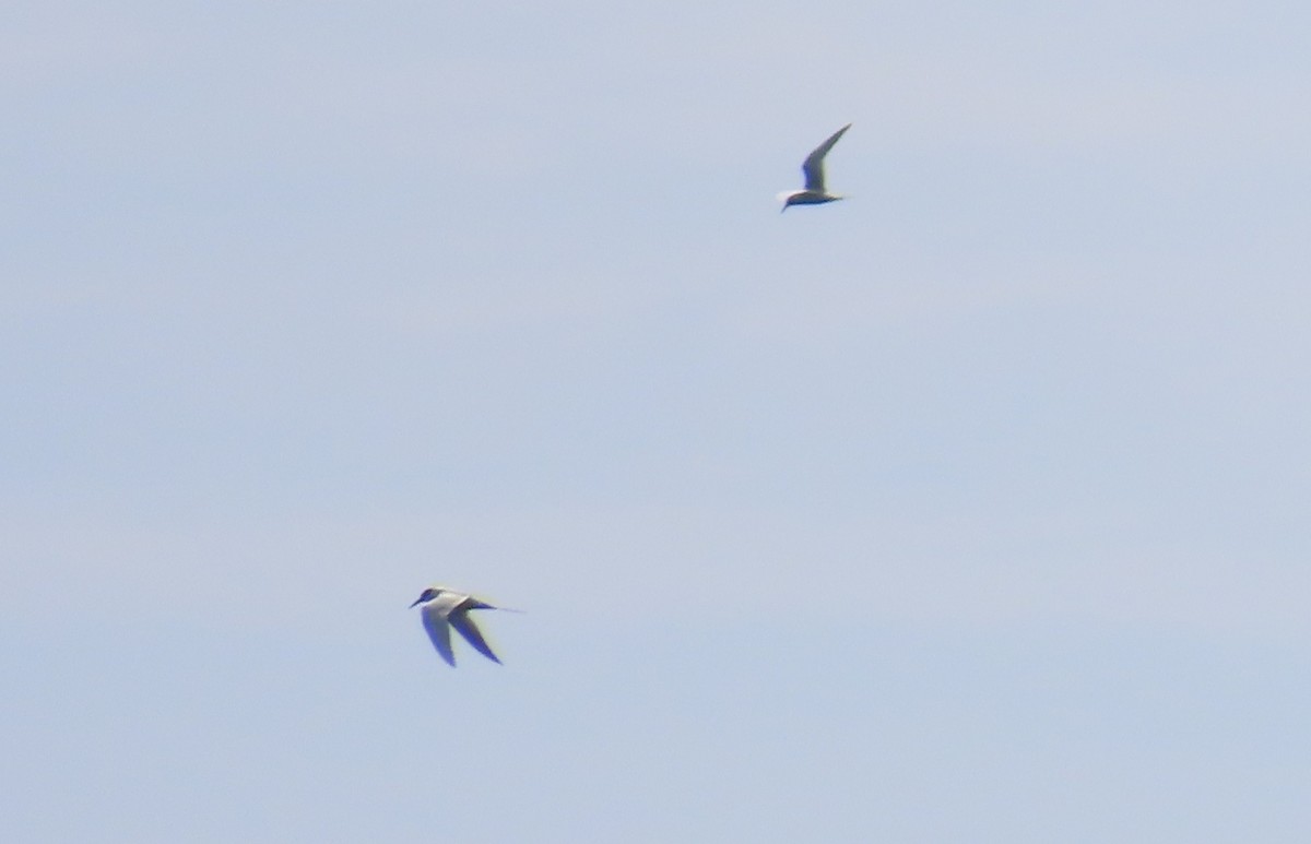 sterne sp. - ML652577663