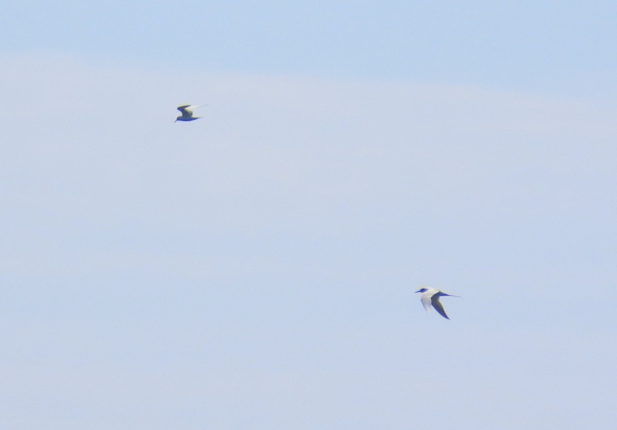 sterne sp. - ML652577665